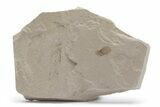 Fossil Samara (Winged Seed) - Green River Formation, Utah #219776-1